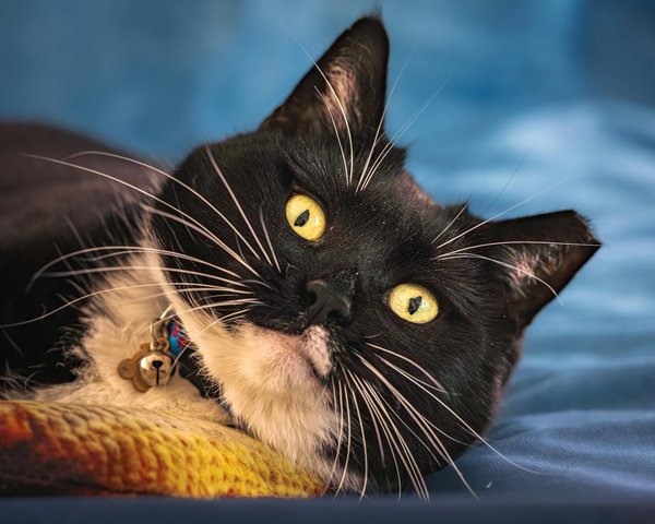 What Are the Unique Personality Traits of UK Dog Breeds?