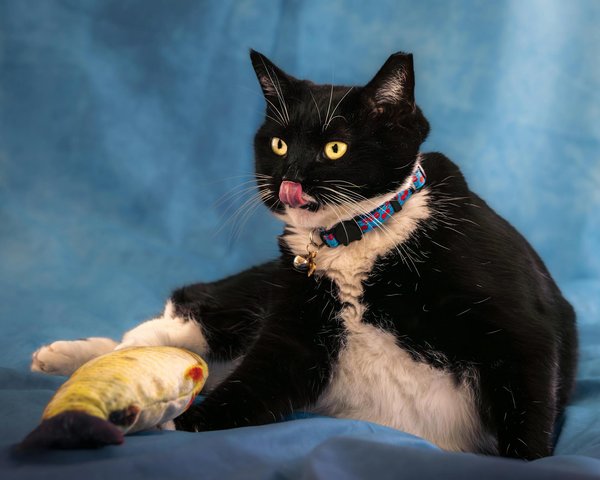 What are the best grooming tips for UK dog breeds?