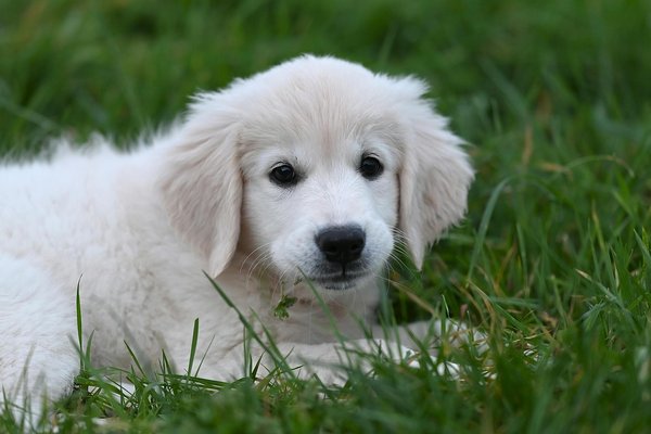 What Are the Most Unique Features of Pets in the UK?